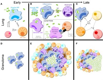 Metabolic Regulation of Immune Responses to Mycobacterium tuberculosis: A Spotlight on L-Arginine and L-Tryptophan Metabolism